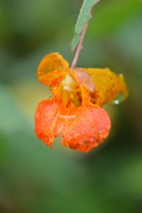 Jewelweed