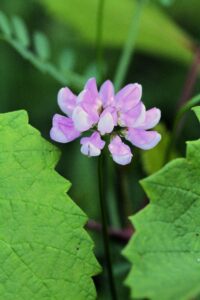 Goats Rue