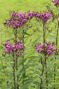 Ironweed