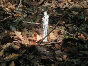 Indian Pipes (Ghost Flower)